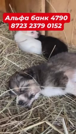Нужен корм щенкам!