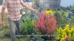 Питомник Растений - Алёна Парк
Выращиваем ПРОВЕРЕННЫЕ нами лично НАДЁЖНЫЕ сорта.