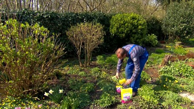 Hoe krijg je veel knoppen en een prachtige gezonde plant? смотреть онлайн