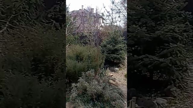 Облагораживание сада Универсолиса сотворцами кол-ва МаЭД Одессы. Мир Универсологии