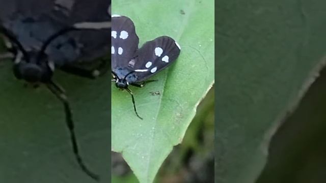 Amata phegea 🪰 смотреть онлайн