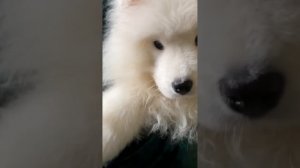 САМОЕД МИЛКА:МОМЕНТЫ💖