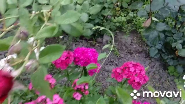 Flowers in our yard. Rabbit kebab.Цветы в нашем дворе.Шашлык из кролика. смотреть онлайн