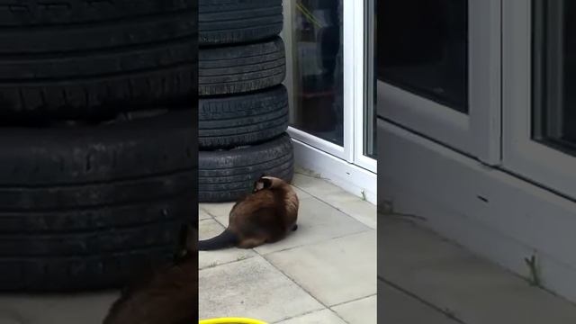 МУХА. sound on смотреть онлайн