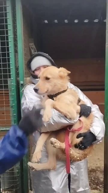 Счастливая история Терри или как важны прогулки с собаками в приюте