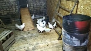 Новополянье!!! Первые питомцы в хозяйстве!