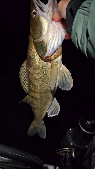 Трофейная рыбалка на Волге с гидом Spinningist63  #fishing #рыбалка #рыбалкасгидом #рыбалкавсамаре