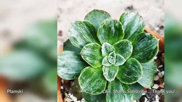 Aeonium Succulents Slideshow Collection #7 смотреть онлайн