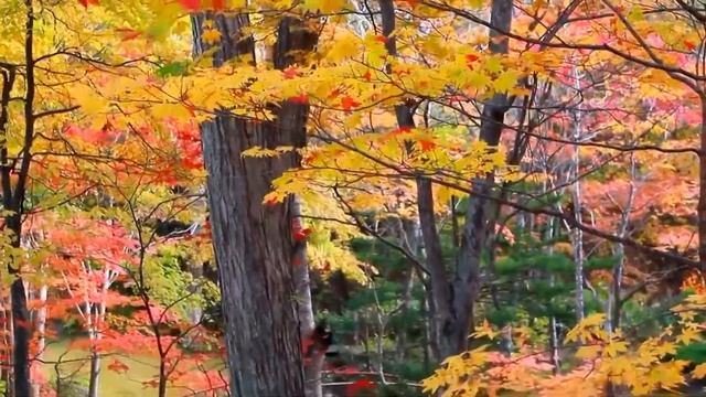 Самая Красивая Волшебная Музыка! Дмитрий Метлицкий "Огонь любви"/Beautiful Instrumental music смотреть онлайн