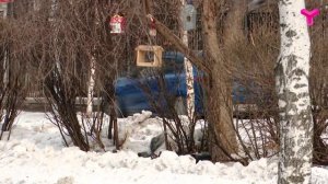 Где пасутся голуби