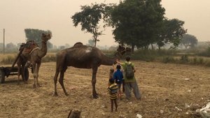 Верблюды в Индии