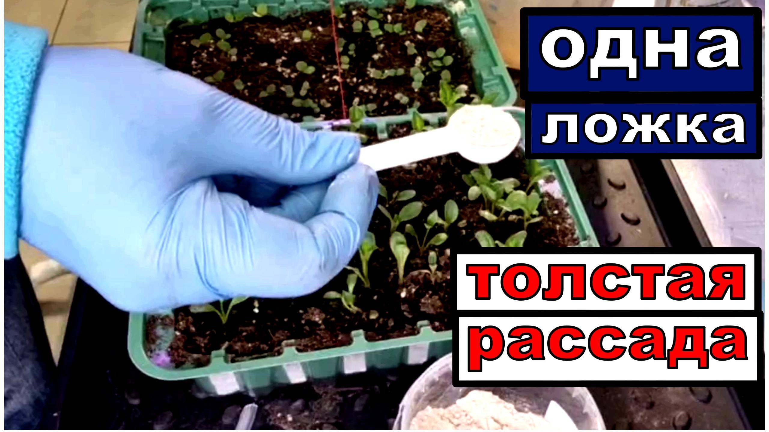 Рассада превратиться  из хилой в жирную и коренастую. Всего 3 гр на литр