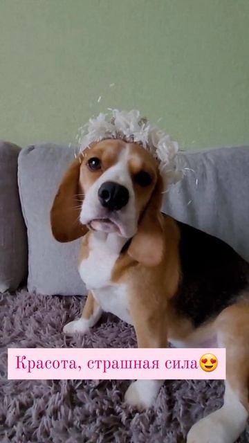 Бигль Грэта |Beagle Greta ❤ смотреть онлайн