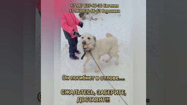 Спасите его! Лабрик-метис, мальчик, такое солнышко... ДОСТАВКА ПО РОССИИ БЕСПЛАТНО!