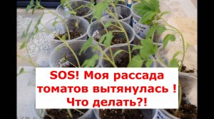 Основные ошибки, приводящие к вытягиванию рассады томатов