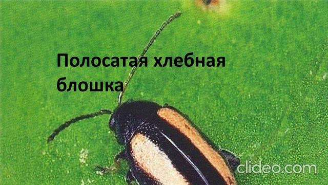 вредители зерновых