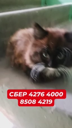 Котёнка выбросили