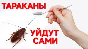 КАК ИЗБАВИТЬСЯ ОТ ТАРАКАНОВ ЗА 2 ДНЯ? ЛАЙФХАК. ВСЕ КОМПОНЕНТЫ ЕСТЬ У ВАС ДОМА. ПОДПИШИТЕСЬ ❤️🚀
