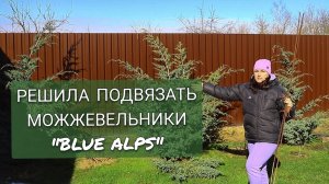 ПОДВЯЗЫВАЮ МОЖЖЕВЕЛЬНИКИ "БЛЮ АЛЬПС". 18.03.2025г.