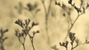 Sophie Zelmani - I'will be there
