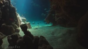 Коралловые рифы 4K — Погрузитесь в живое подводное чудо | Релаксационный фильм Ultra HD