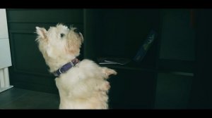 Открытие груминг салона BARBERDOG в Санкт-Петербурге
