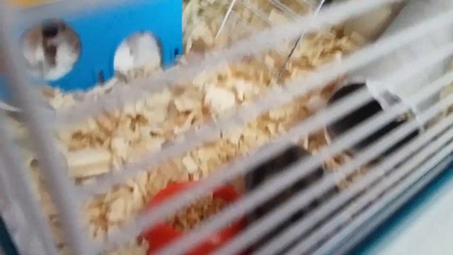 ТОП вкусняшки для хомяка🐹🐹🐹🎂 смотреть онлайн