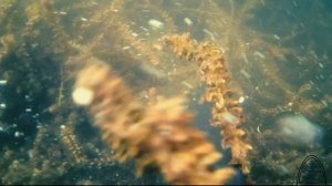 Удивительный подводный мир Красного озера (г.Кемерово) / подводная съёмка ковров