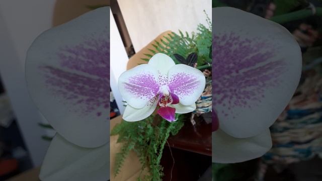 Орхидея фал.Октопус. Весеннее цветение.