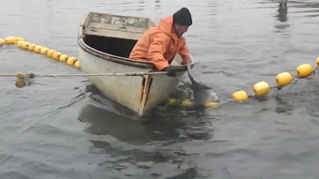 Сахалинский ролик в защиту хабаровских косаток и белух из китовой тюрьмы смотреть онлайн