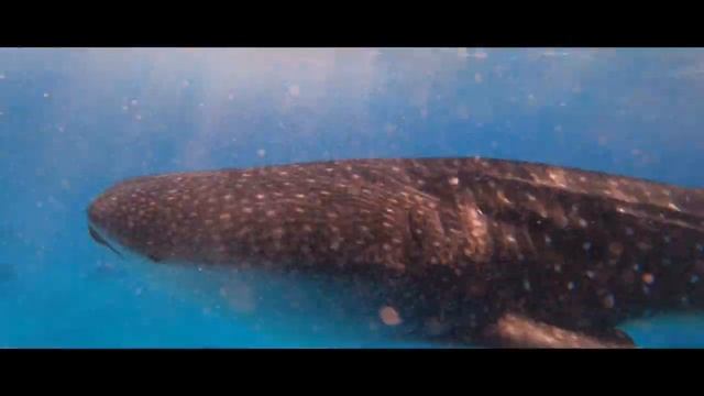 Whale shark hurghada redsea смотреть онлайн