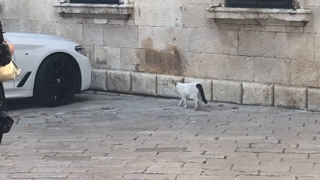Dubrovnik Croatia. Sea, sun, stray cats and a cable car ride overlooking King's Landing смотреть онлайн