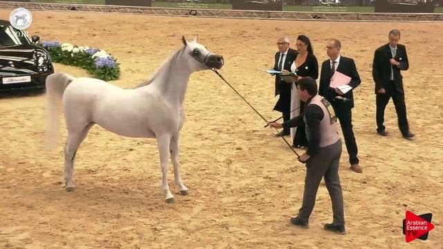 N.98 AL RAHEEB AA - SEWC 2018 - Senior Stallions (Class 5B) смотреть онлайн