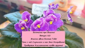 Болталка про Фиалки! Выпуск 82! Фиалка цвела Больше Года! Что с ней Случилось и как Это Исправить!