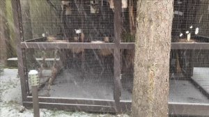 Содержание черных белок в вольере.Перепелиные яйца.