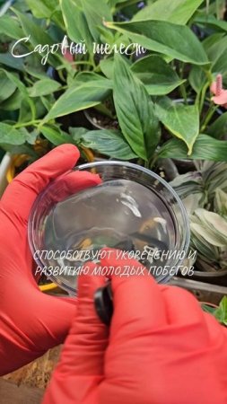 Польза минерального удобрения 🌿 Монокалийфосфат
