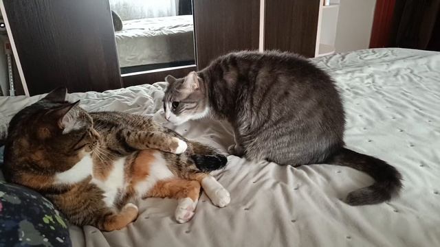 Кошкин дом смотреть онлайн