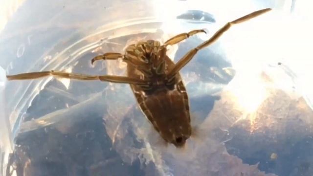 Notonecta glauca (Backswimmer ose Waterman Boatman) смотреть онлайн