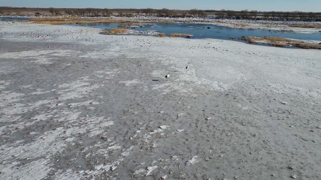 Японские журавли в Муравьевском заказнике 14 ноября 2021 смотреть онлайн