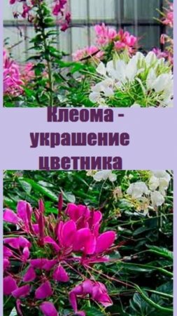 Клеома - незнакомый оригинальный цветок для солнечной клумбы