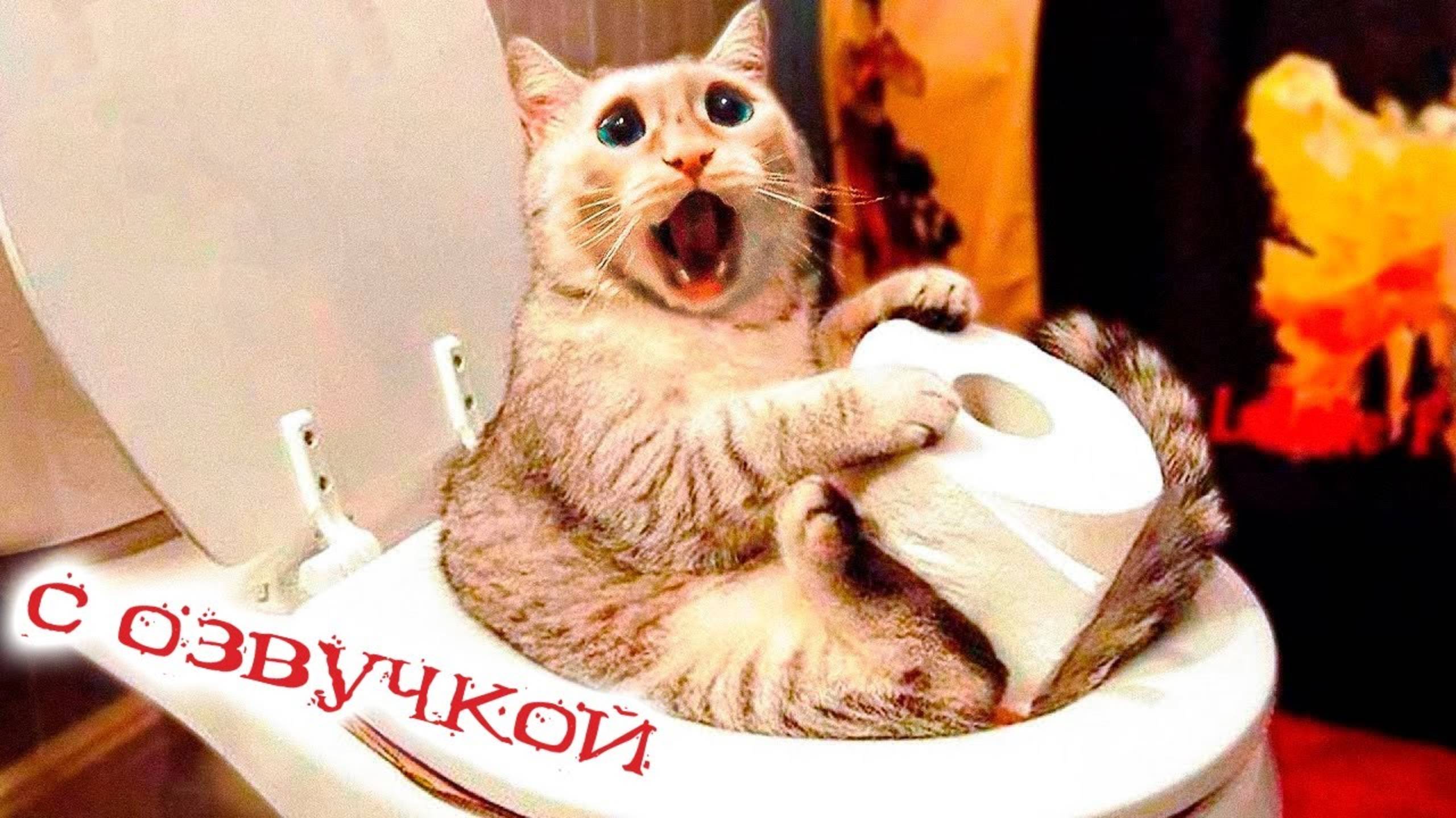 ПРИКОЛЫ С КОТАМИ! САМАЯ СМЕШНАЯ ОЗВУЧКА ЖИВОТНЫХ! СМЕШНЫЕ КОТЫ ДО СЛЁЗ!