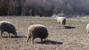 Приняли отëл Айширской нетели Строим новую ферму Сажаем сад