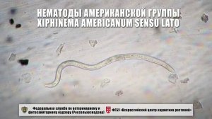 Нематоды американской группы Xiphinema americanum sensu lato