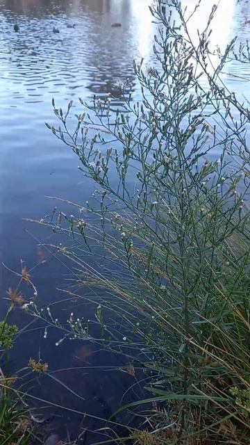 Armadale Western Australia 7