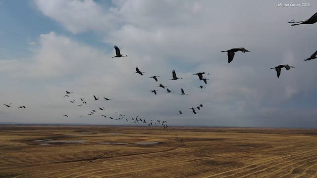 Полеты с даурскими журавлями. Амурский заказник. смотреть онлайн