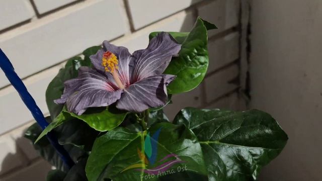 Сеянец гибискуса №12.21  #1221 #ost1221  #гибискус #hibiscus #российскаяселекция