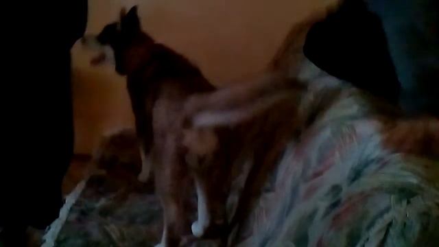 Хаски захищає смотреть онлайн