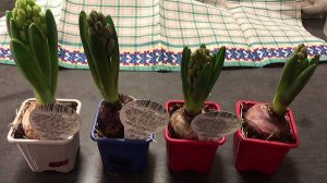 Купила гиацинты в горшочках. Уход за ними в домашних условиях.