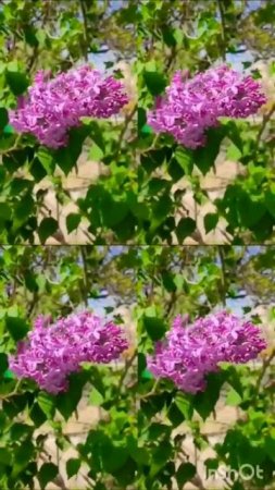 Цветет сирень#жизньуморя #анапа #краснодарскийкрай ##переезднаюг #море