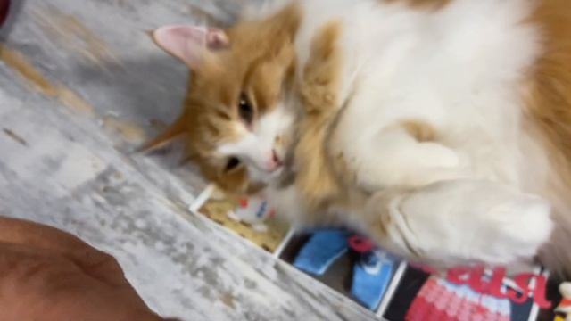 Узоры спицами. Крученные стежки. Knitting patterns. Twisted stitches. смотреть онлайн